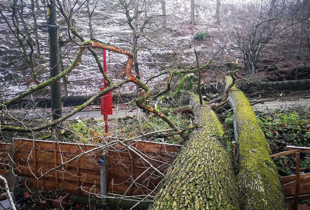 tree-surgery-west-yorkshireExpert Tree Surgery Services in Halifax, Hebden Bridge, Todmorden, Bradford, and Leeds