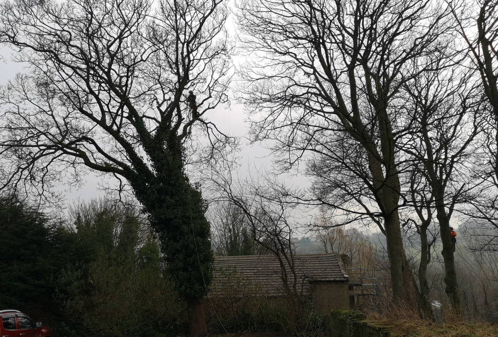 tree-surgery-west-yorkshireExpert Tree Surgery Services in Halifax, Hebden Bridge, Todmorden, Bradford, and Leeds