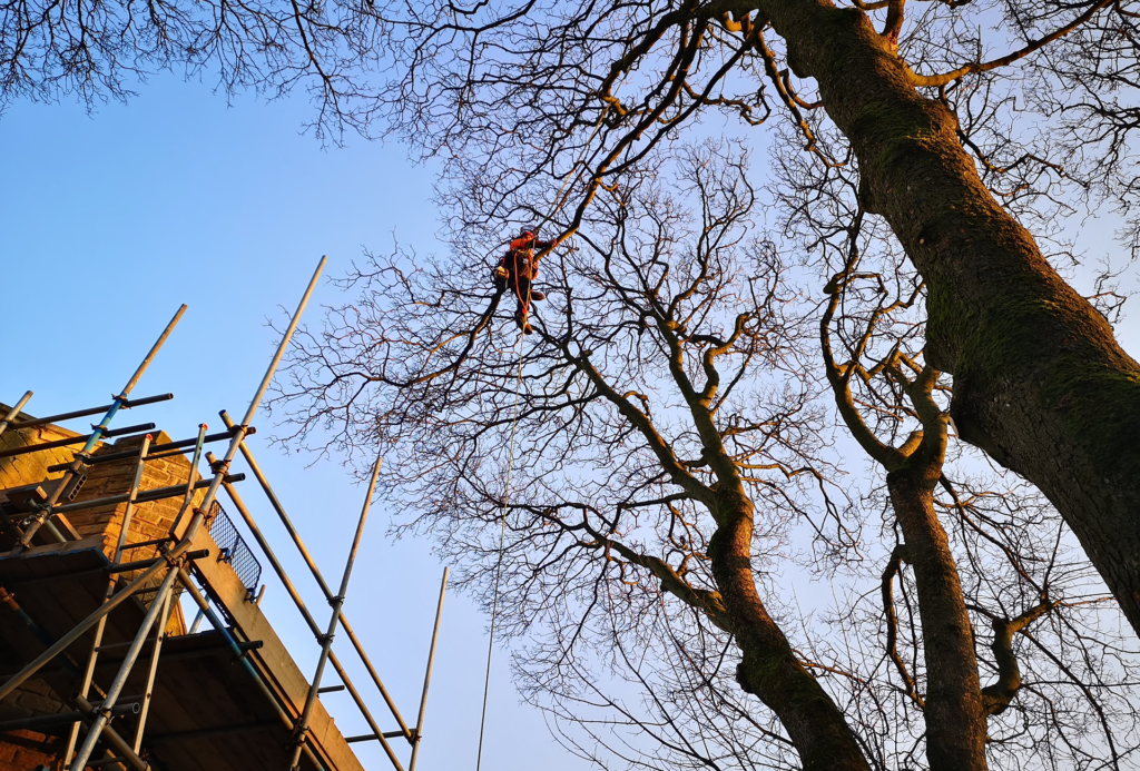 Expert Tree Surgery Services in Halifax, Hebden Bridge, Todmorden, Bradford, and Leeds