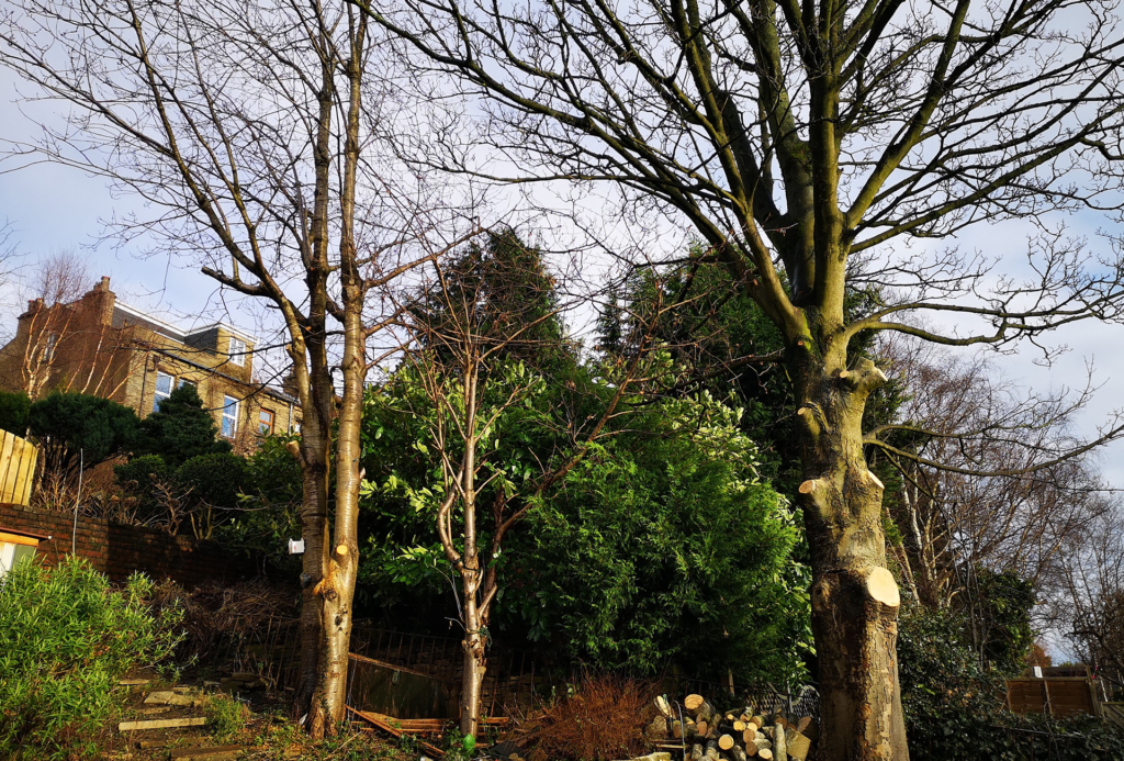 Expert Tree Surgery Services in Halifax, Hebden Bridge, Todmorden, Bradford, and Leeds