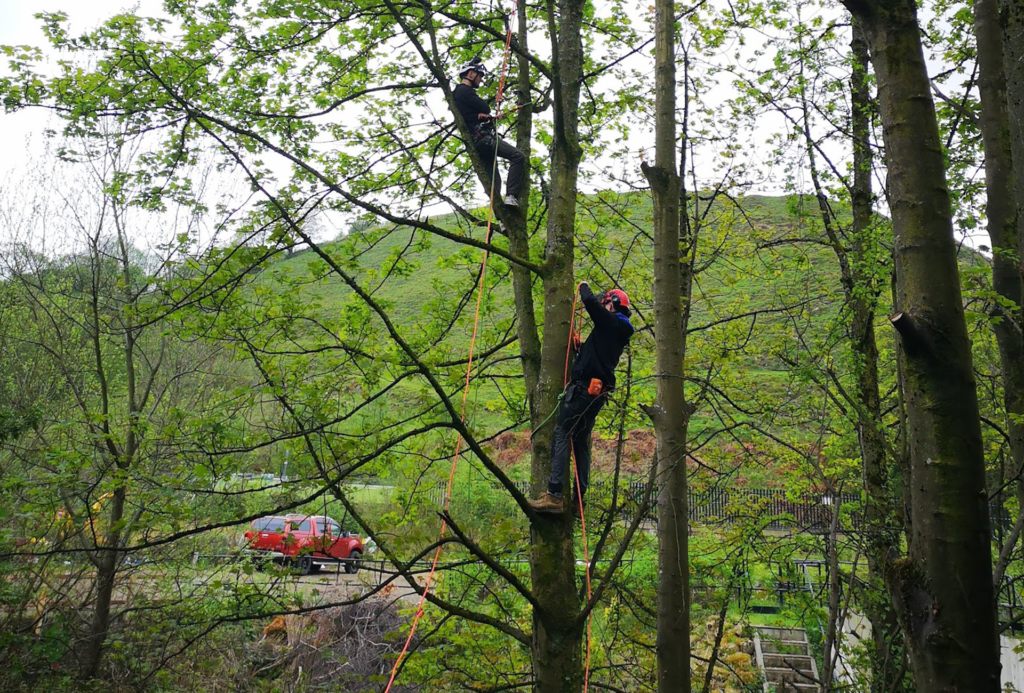 Expert Tree Surgery Services in Halifax, Hebden Bridge, Todmorden, Bradford, and Leeds