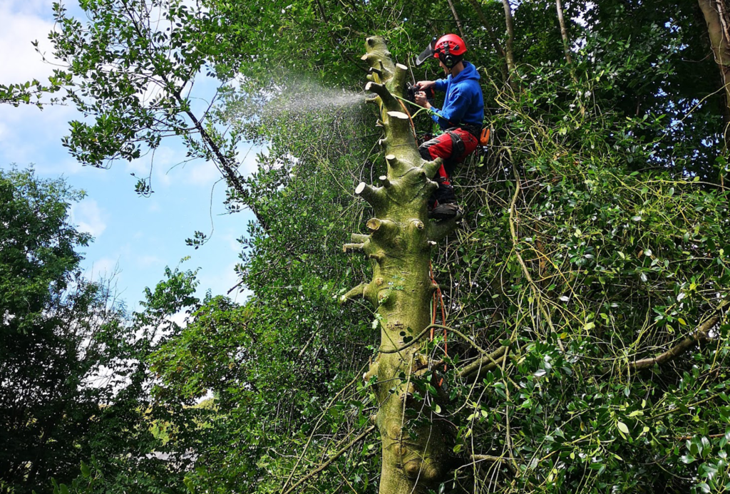 tree-surgery-west-yorkshireExpert Tree Surgery Services in Halifax, Hebden Bridge, Todmorden, Bradford, and Leeds