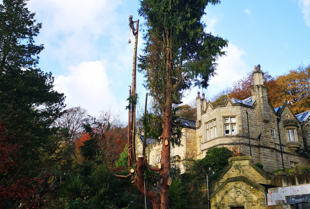 tree-surgery-west-yorkshireExpert Tree Surgery Services in Halifax, Hebden Bridge, Todmorden, Bradford, and Leeds