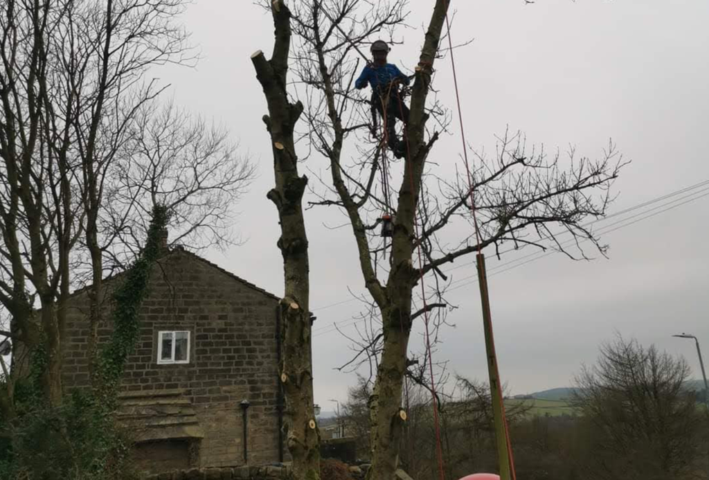 tree-surgery-west-yorkshireExpert Tree Surgery Services in Halifax, Hebden Bridge, Todmorden, Bradford, and Leeds