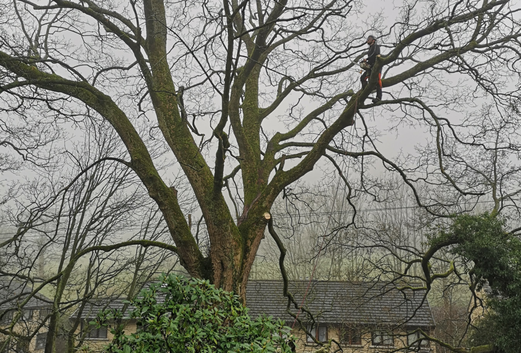 Expert Tree Surgery Services in Halifax, Hebden Bridge, Todmorden, Bradford, and Leeds